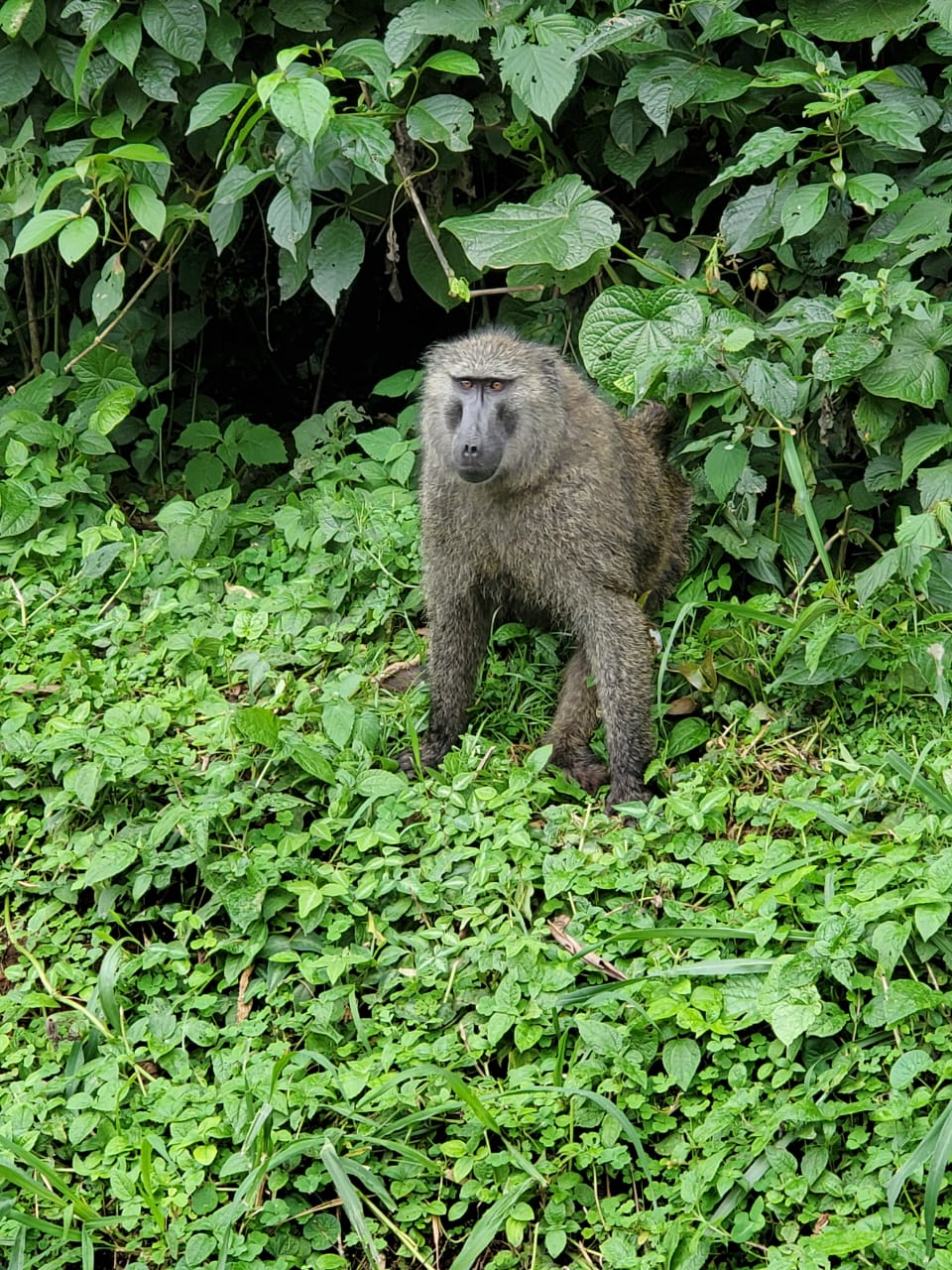 Day 5 of the 14 Days Uganda Safari - Chimpanzee trekking 