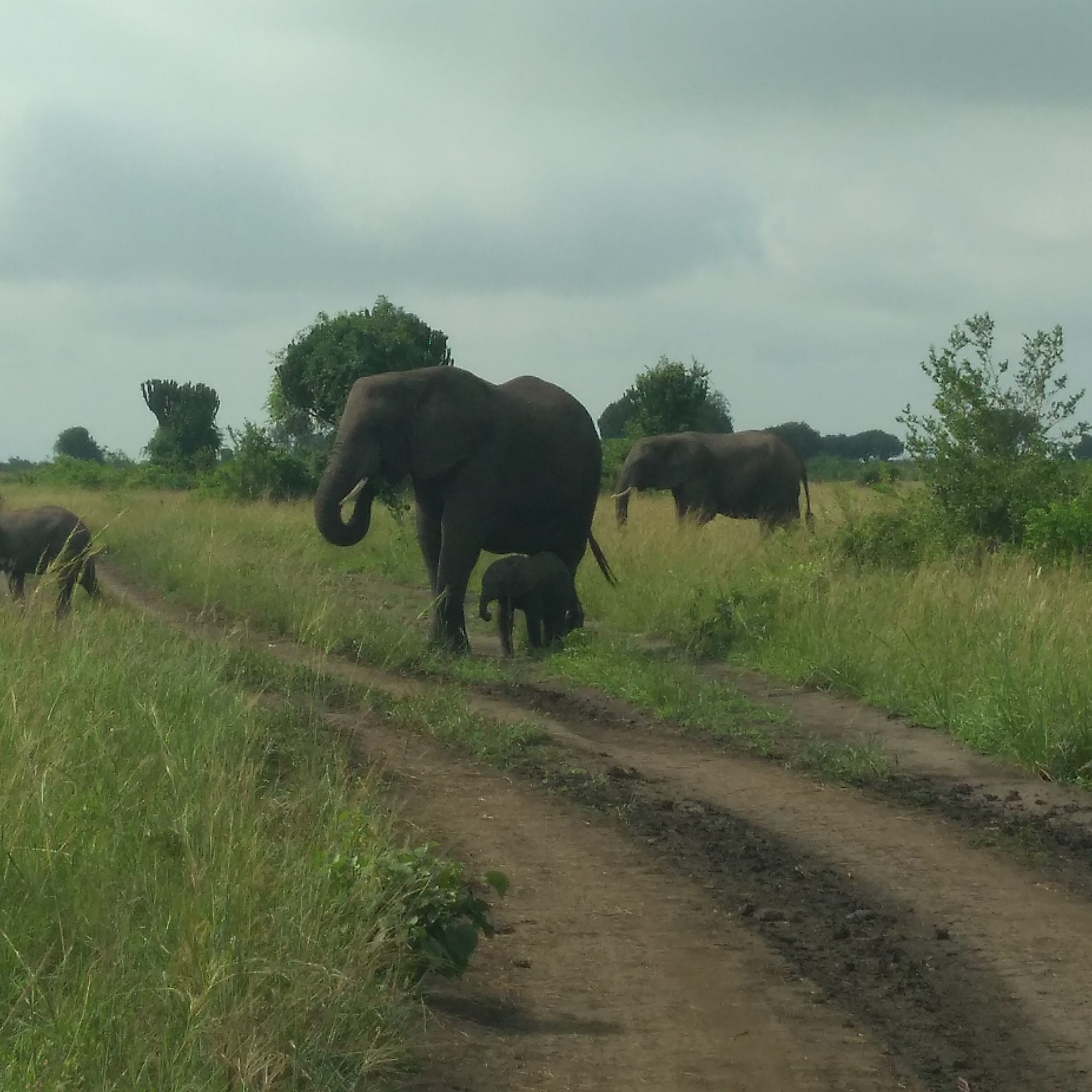 Day 8 of the 14 Days Uganda Safari - Game drive in the Ishasha sector
