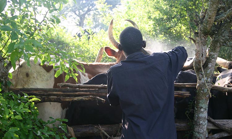 DAY 4 - Watering Cattle and Ghee Making