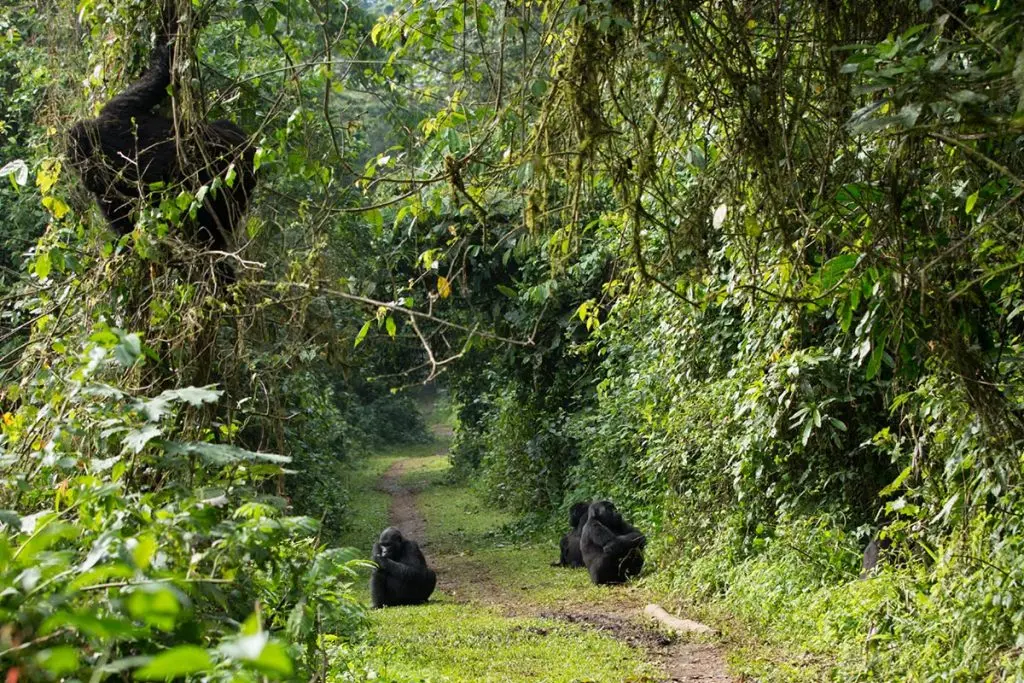 Day 2: Gorilla Tracking in Bwindi Forest
