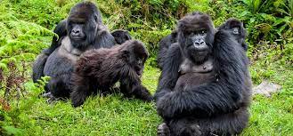Day 2 - Mountain Gorilla trekking in Uganda – Visit the Batwa Pygmies