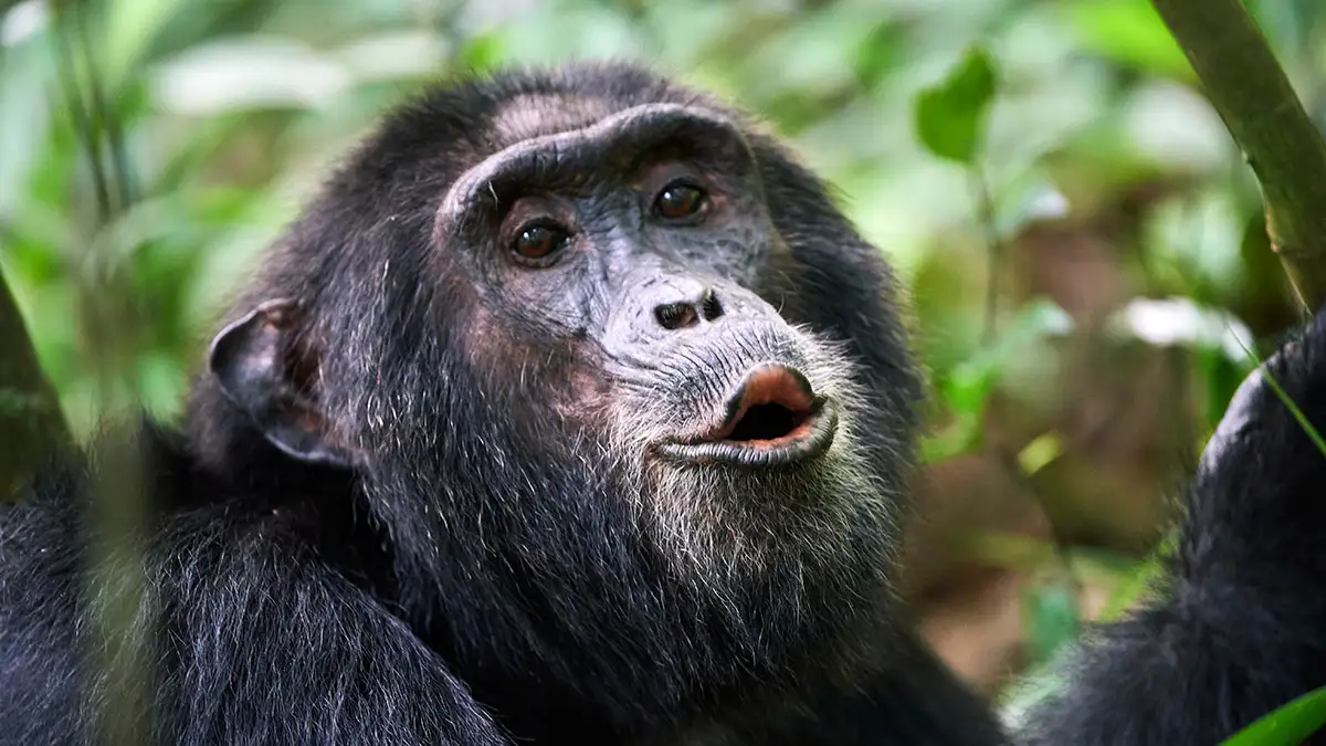 Day 3 - Chimpanzee Tracking and Hiking