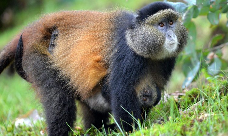 Day 3: Golden Monkey Tracking at the Volcanoes National Park – Transfer back Kigali