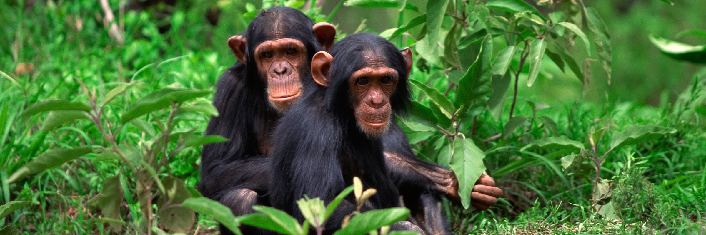 Day 3 - Chimpanzees Tracking